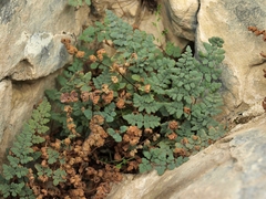 Argyrochosma jonesii