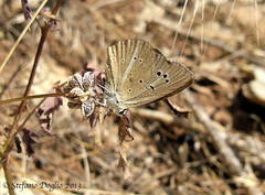 Polyommatus ripartii