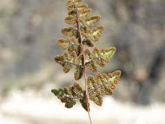 Argyrochosma jonesii