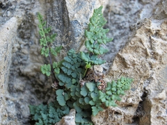 Argyrochosma jonesii