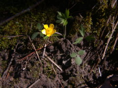 Ranunculus hispidus hispidus