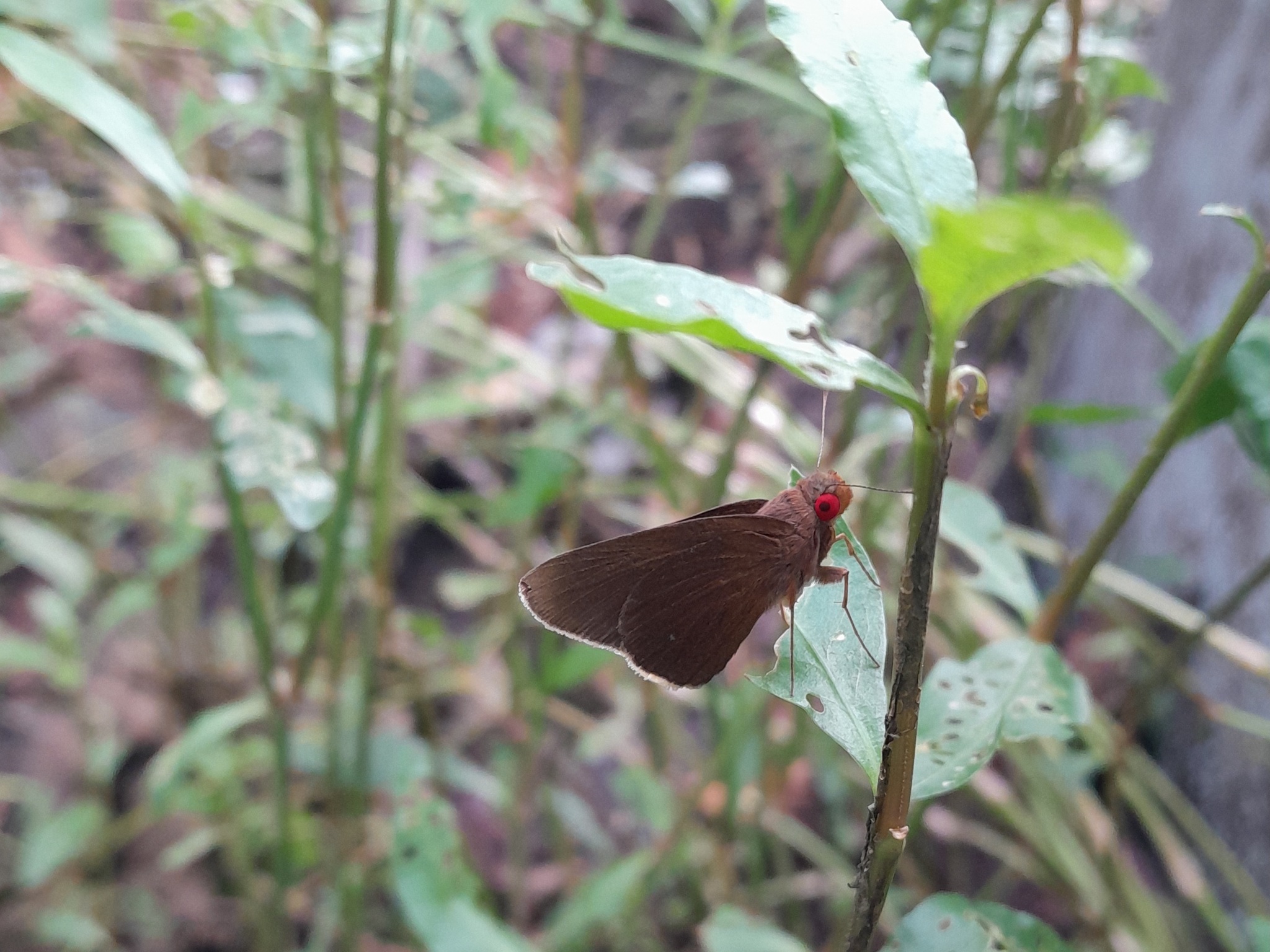 Common Branded Redeye