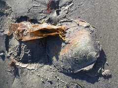 Placopecten magellanicus