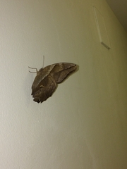 Eryphanis automedon