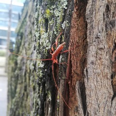 Chenoderus testaceus