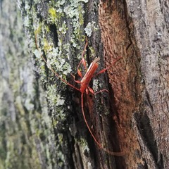 Chenoderus testaceus