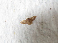 Scopula subcincta