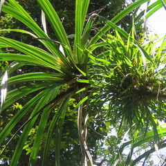 Pandanus gemmifer
