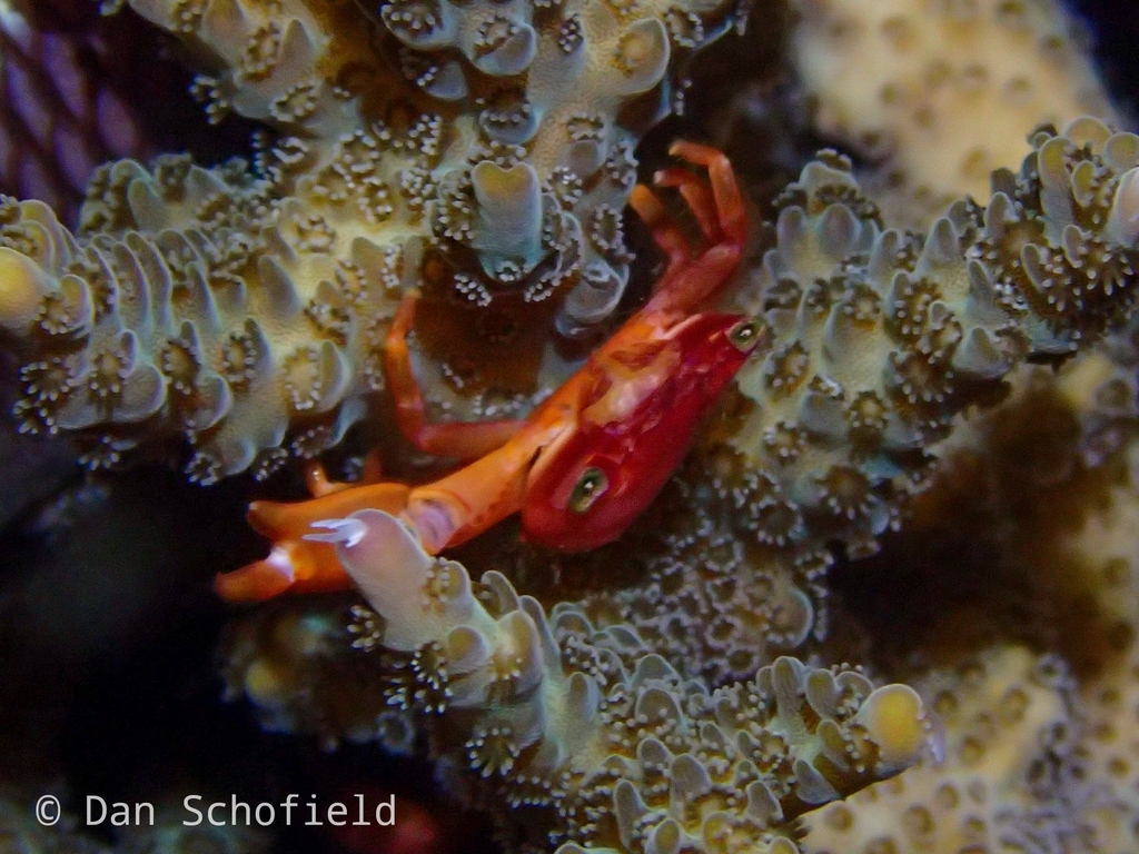 Cymodoce Guard Crab