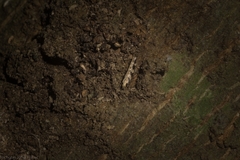 Limnaecia platychlora