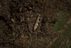 Limnaecia platychlora