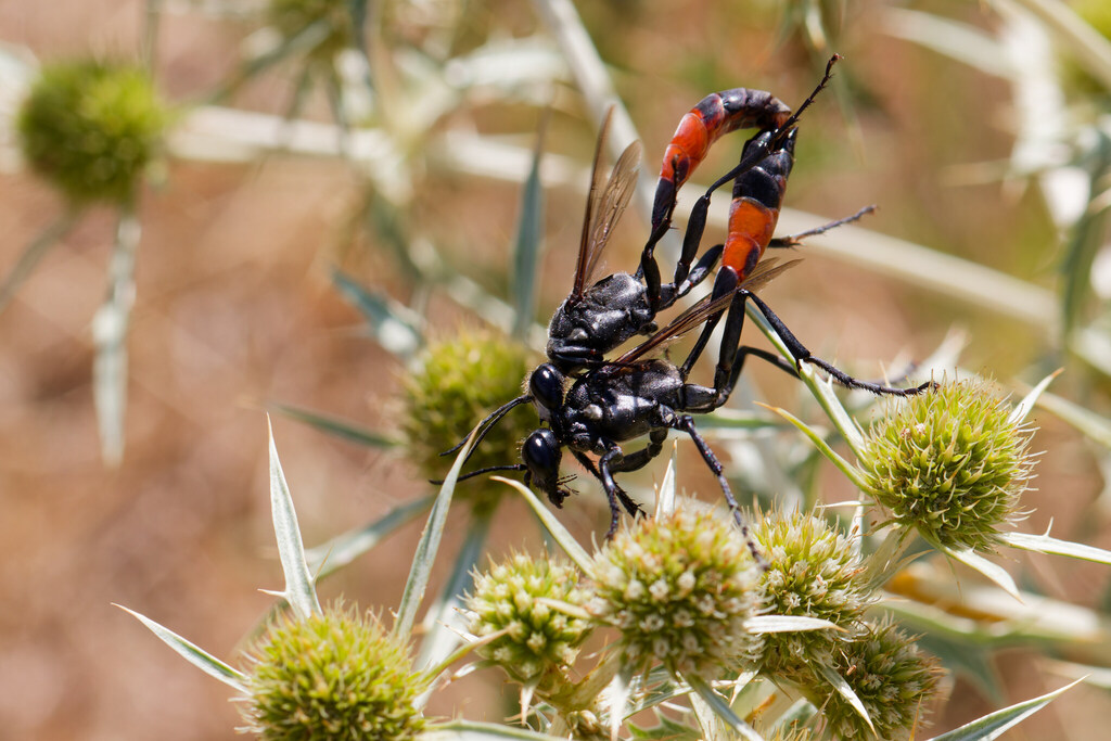 Hoplammophila armata