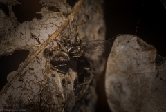 Paraphilaeus daemeli