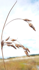 Fimbristylis castanea