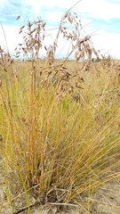 Fimbristylis castanea