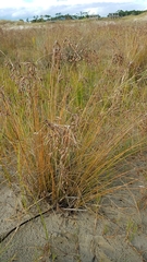 Fimbristylis castanea