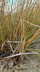 Fimbristylis castanea