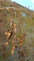 Fimbristylis castanea