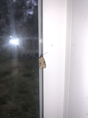 Agonopterix canadensis