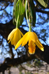 Prosthechea karwinskii