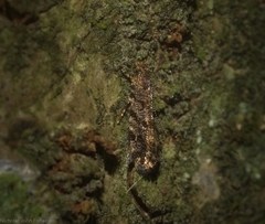 Parochmastis styracodes