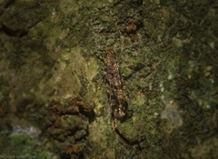 Parochmastis styracodes