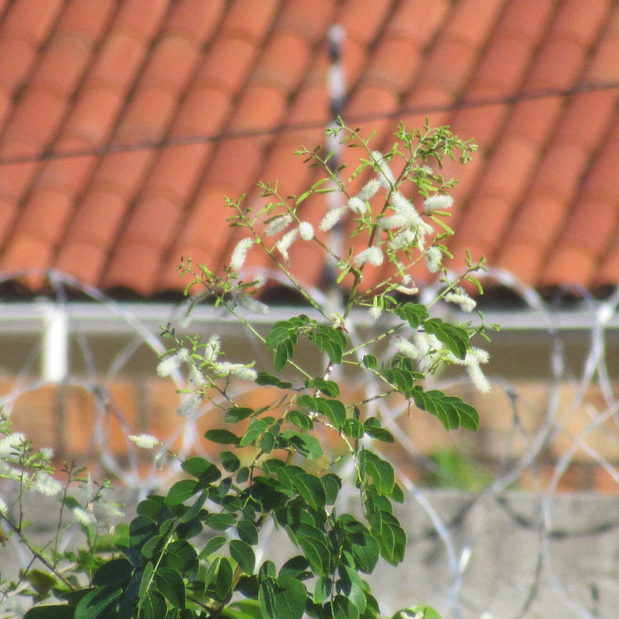 Moringa oleifera
