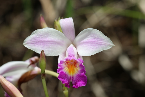 Arundina graminifolia