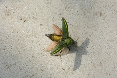 Chrysodema
