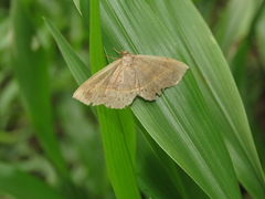 Cirsodes acuminata