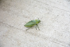 Chrysodema