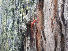 Chenoderus testaceus