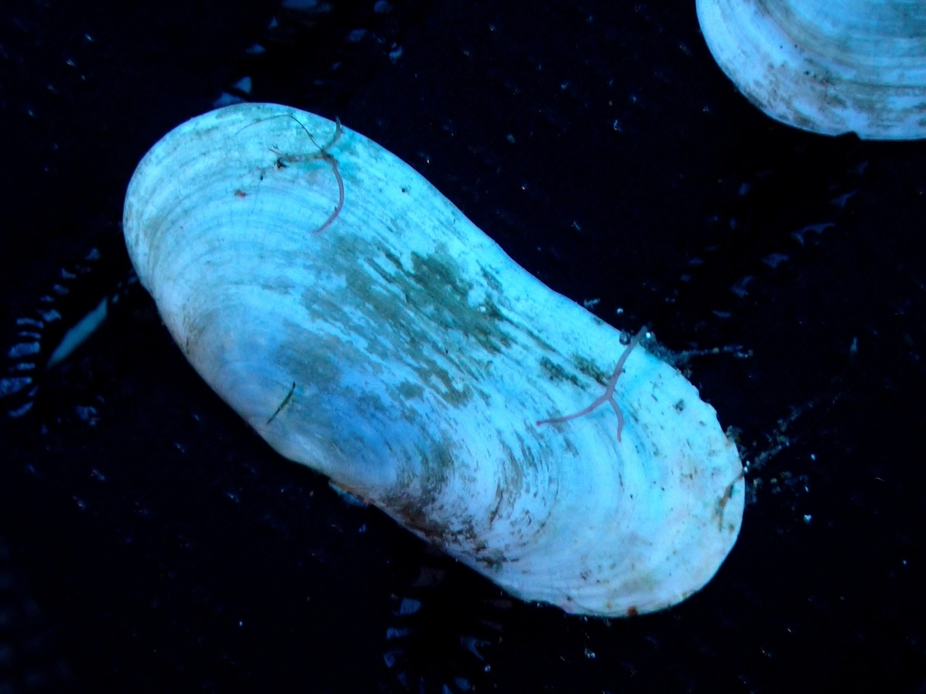 Antique Razor Clam
