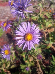 Symphyotrichum novae-angliae