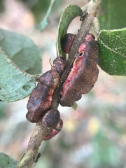 Disholandricus chrysolepidis