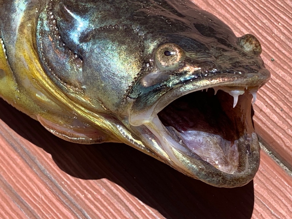 specklefin midshipman