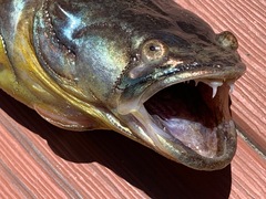 Specklefin Midshipman photo 3