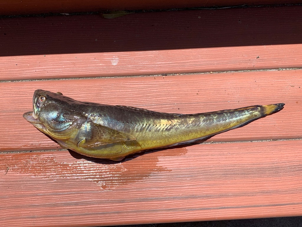 Specklefin midshipman (Porichthys myriaster) — Batrachoididae