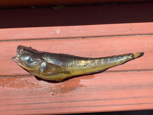 Specklefin midshipman (Porichthys myriaster) — Batrachoididae