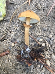 Cystoderma carcharias fallax