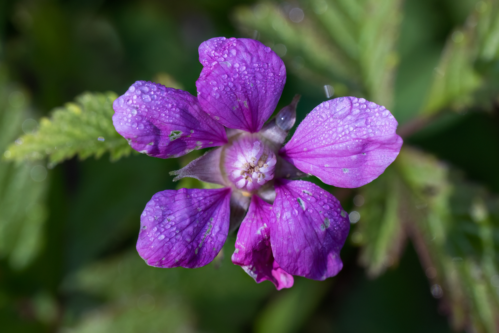Rubus arcticus ssp. arcticus