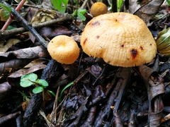 Marasmius cladophyllus