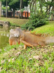 Iguana iguana