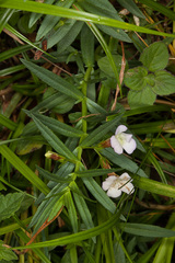 Gratiola officinalis