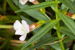 Gratiola officinalis