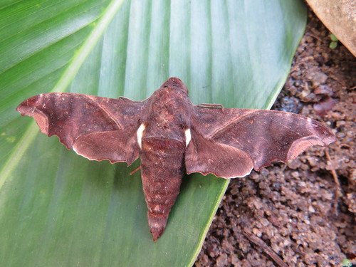 Swift-winged Sphinx