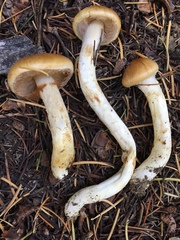 Phlegmacium variosimile