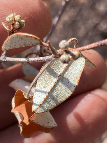 Lesser Lavender Croton (Croton pseudopulchellus)