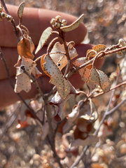 Croton pseudopulchellus, photograph author not stated, no rights reserved