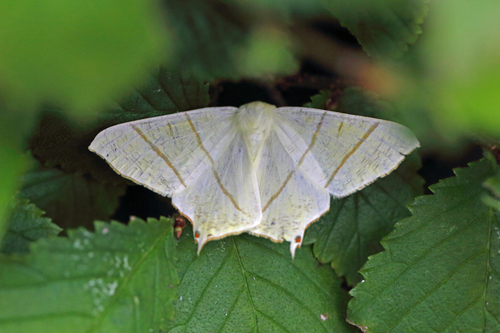 Swallow-tailed Moth